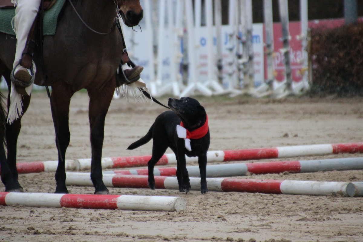 IMG_4277RSG_Weihnacht_2015